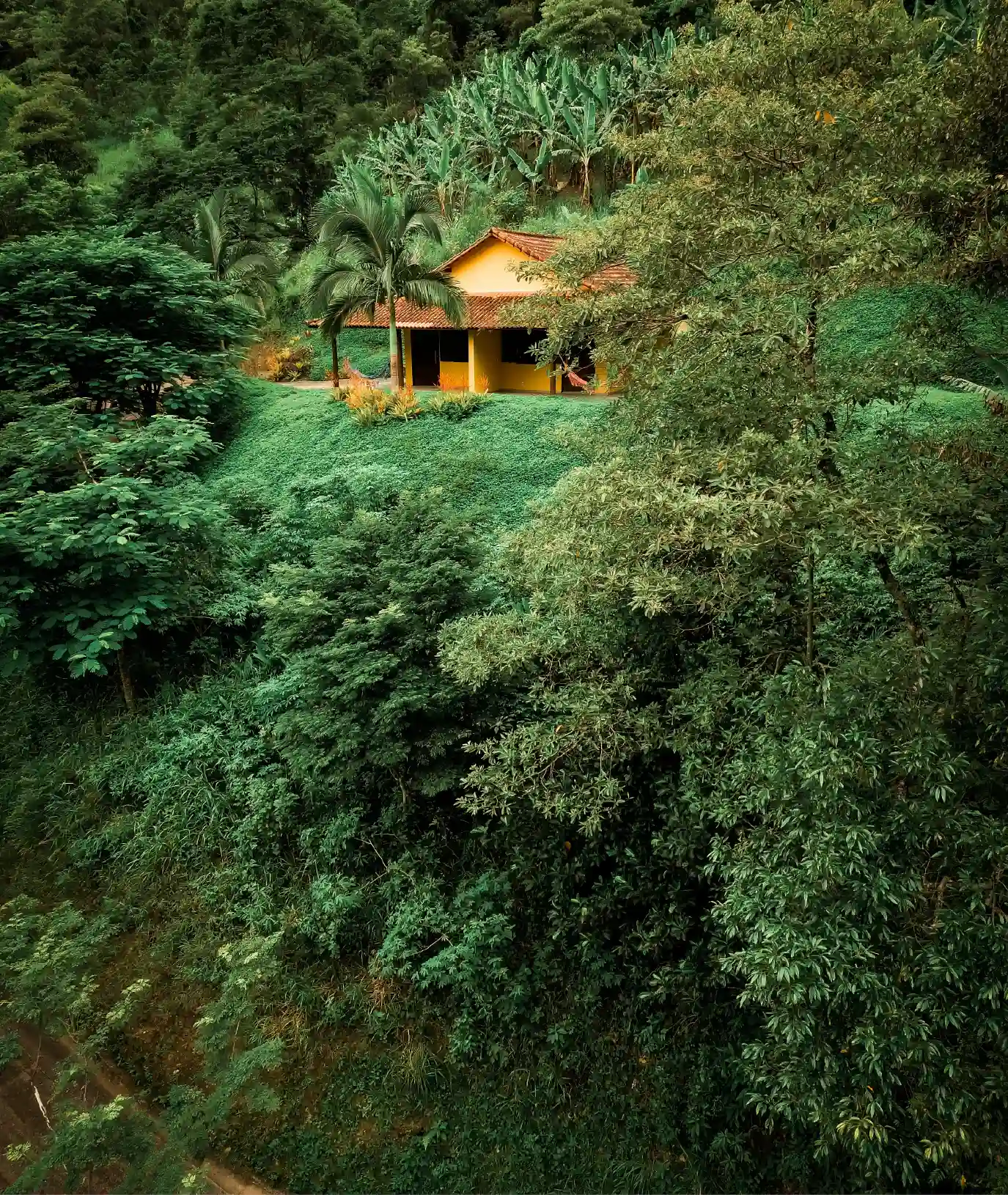 Coffee Farm