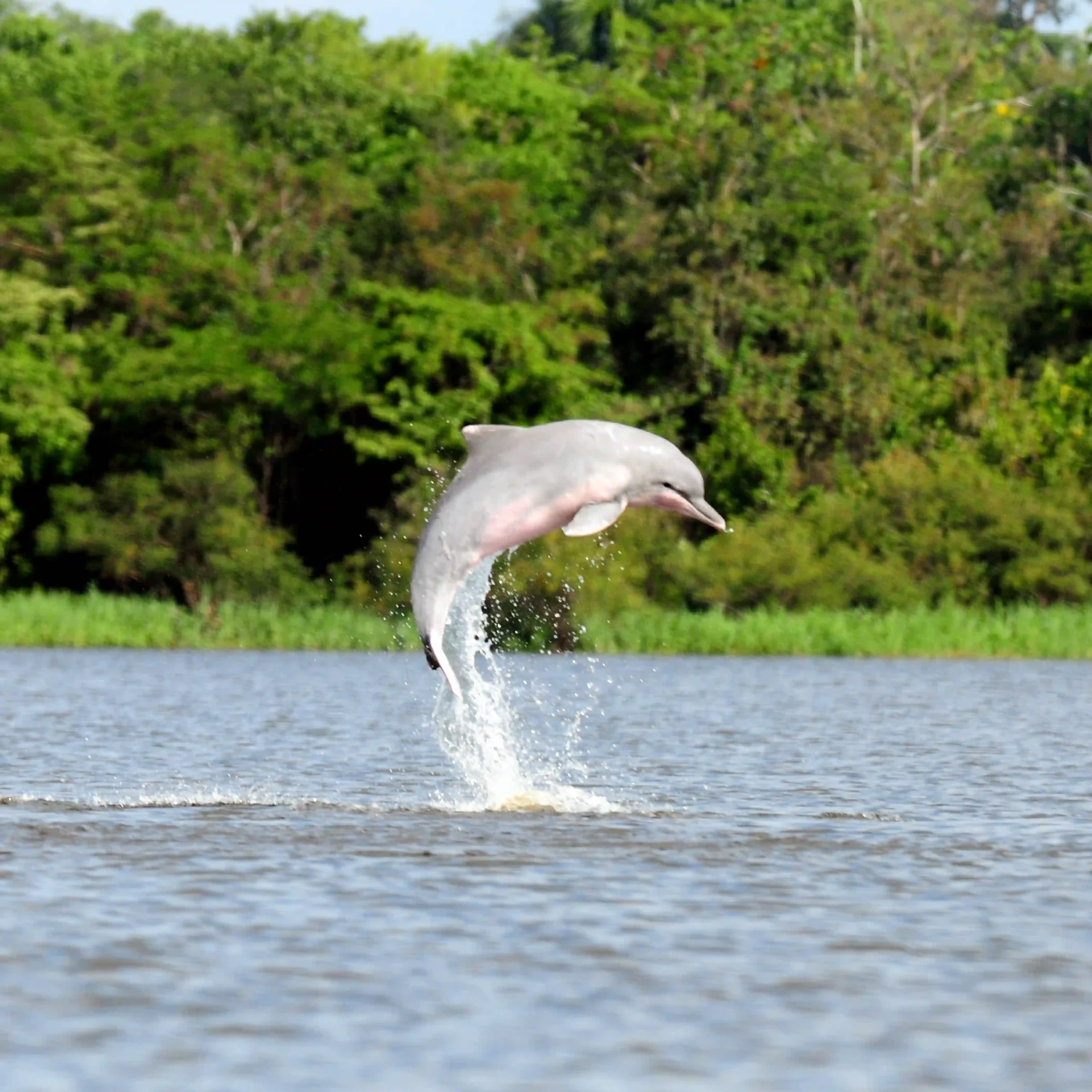 Vamos & Beyond – La esencia natural y cultural de Colombia | Boutique luxury travel experience in Colombia, authentic nature and culture with Vamos & Beyond. Vamos & Beyond – La esencia natural y cultural de Colombia | Boutique luxury travel experience in Colombia, authentic nature and culture with Vamos & Beyond.
